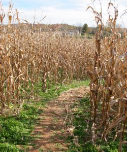 corn_maze_entrance